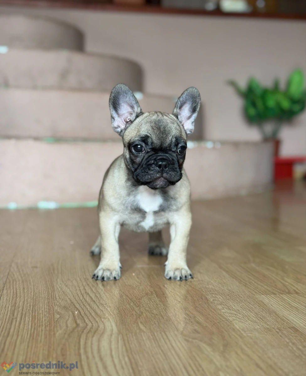 Buldog Francuski – Piękne Szczenięta