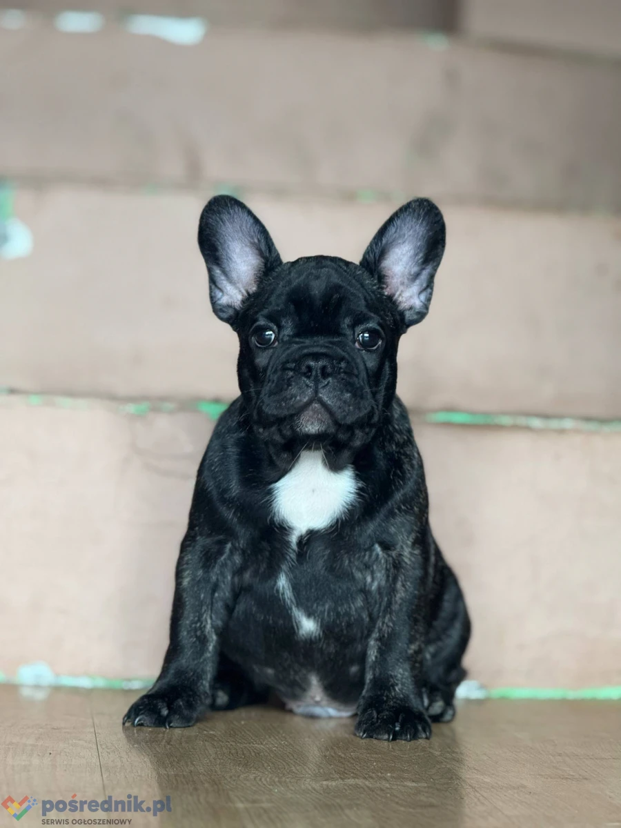 Buldog Francuski – Piękne Szczenięta