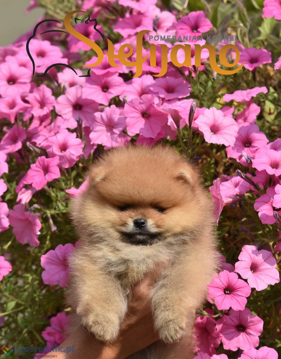 Pomeranian Boo Szczenięta