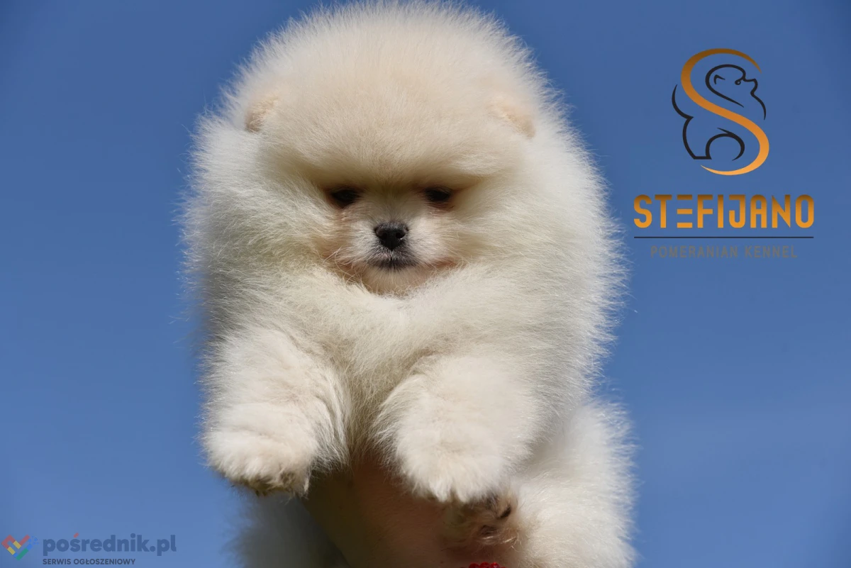 Pomeranian Boo Szczenięta