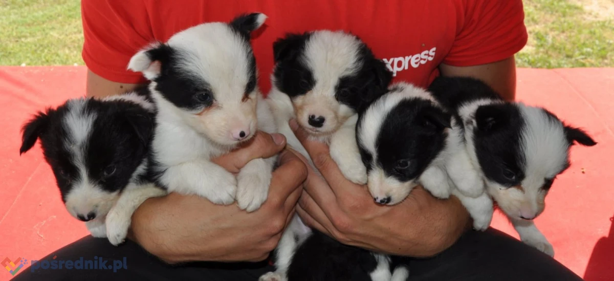 Border Collie – szczenięta na sprzedaż