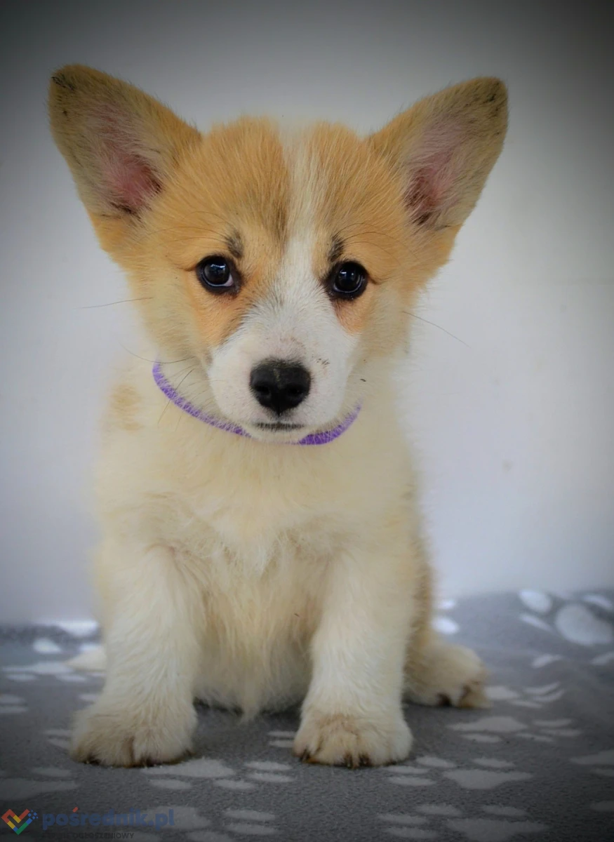 Welsh Corgi Pembroke – Piękne szczenięta