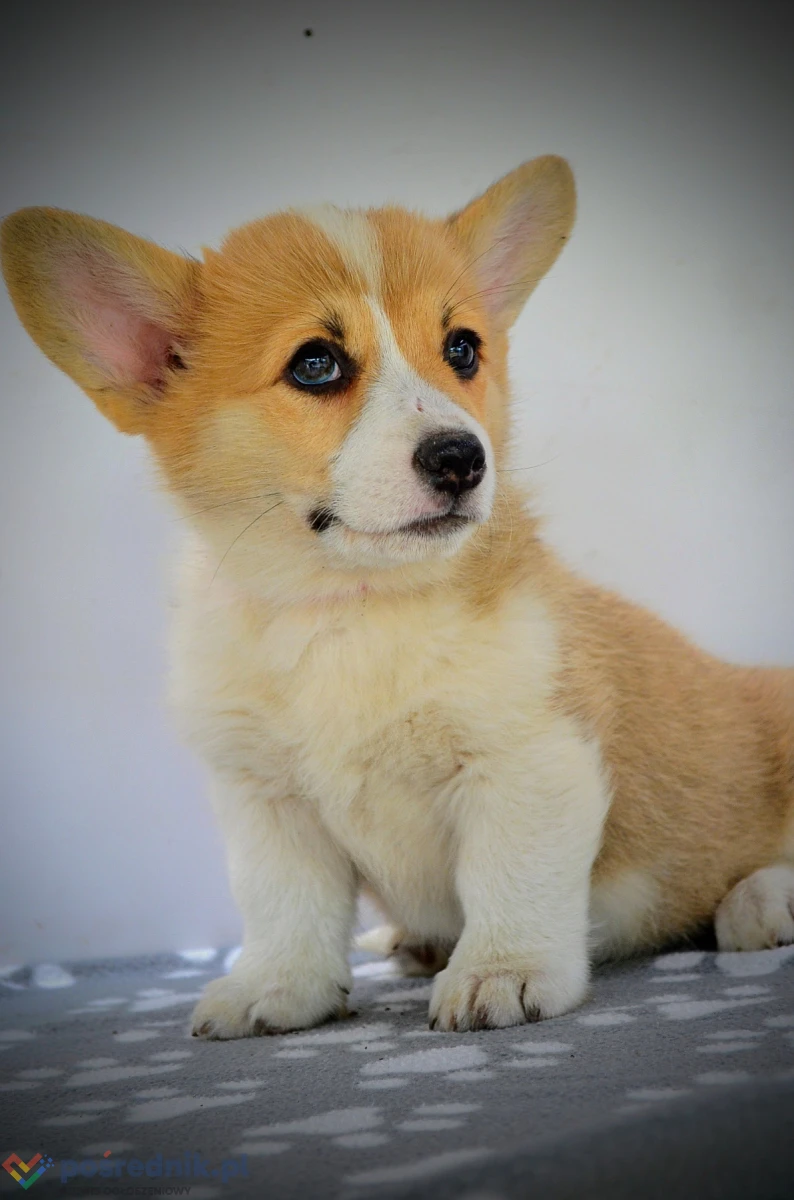 Welsh Corgi Pembroke – Piękne szczenięta