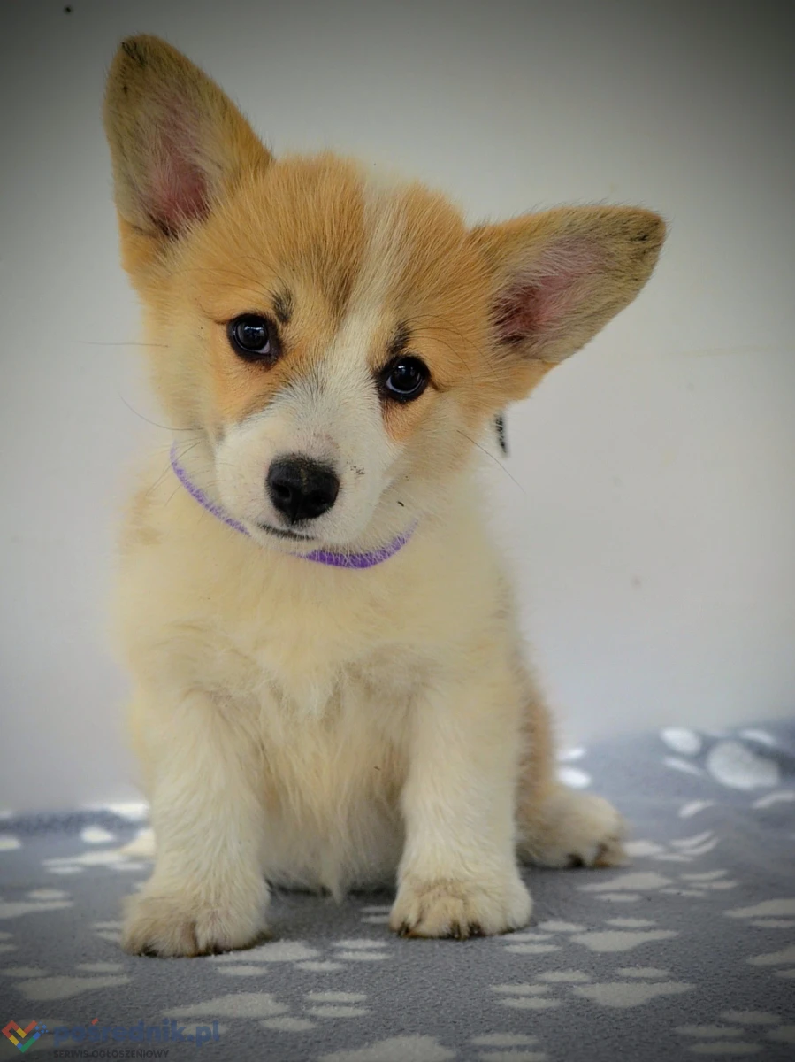 Welsh Corgi Pembroke – Piękne szczenięta