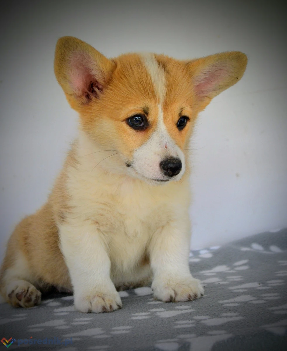 Welsh Corgi Pembroke – Piękne szczenięta