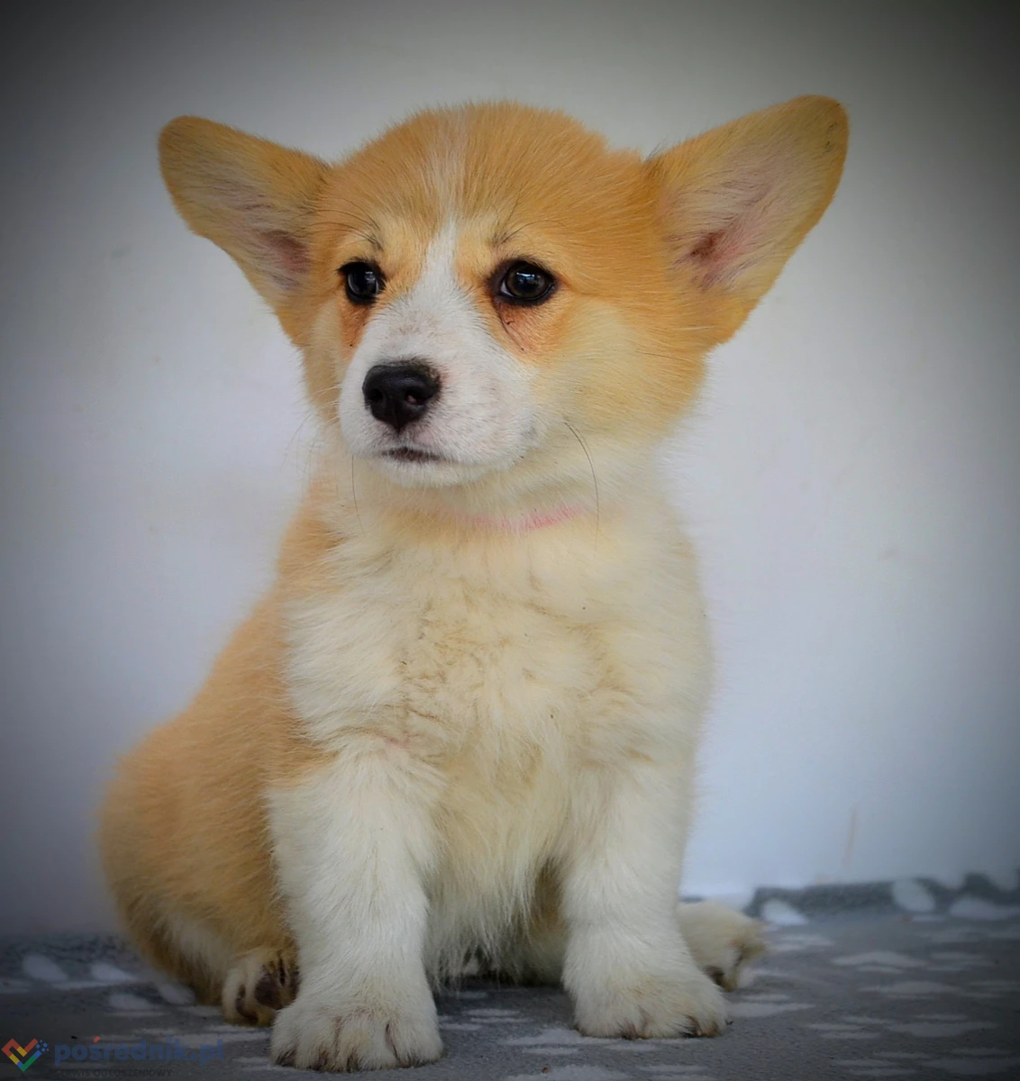Welsh Corgi Pembroke – Piękne szczenięta