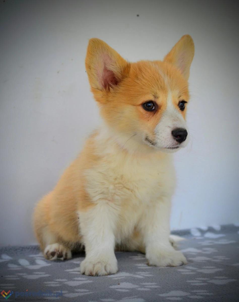 Welsh Corgi Pembroke – Piękne szczenięta