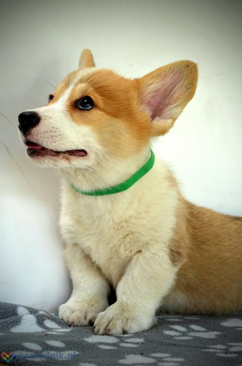 Welsh Corgi Pembroke – Piękne szczenięta