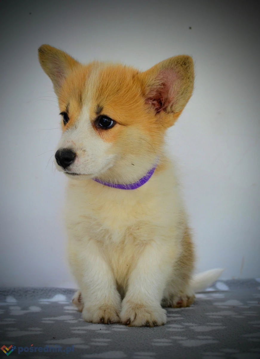 Welsh Corgi Pembroke – Piękne szczenięta