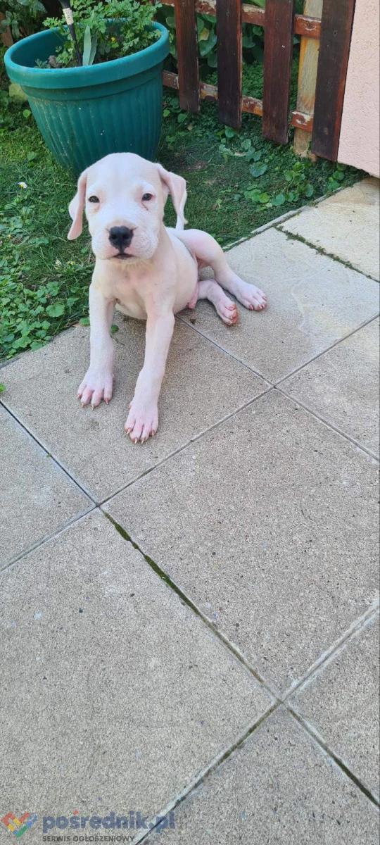 Dog Argentyński Dogo Argentino Szczenięta