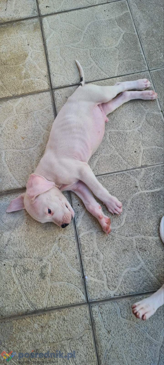 Dog Argentyński Dogo Argentino Szczenięta