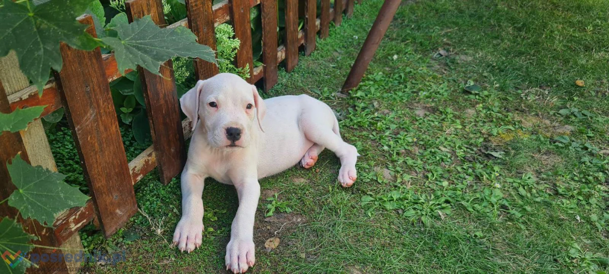 Dog Argentyński Dogo Argentino Szczenięta
