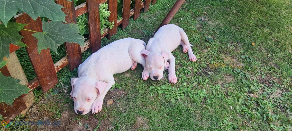 Dog Argentyński Dogo Argentino Szczenięta