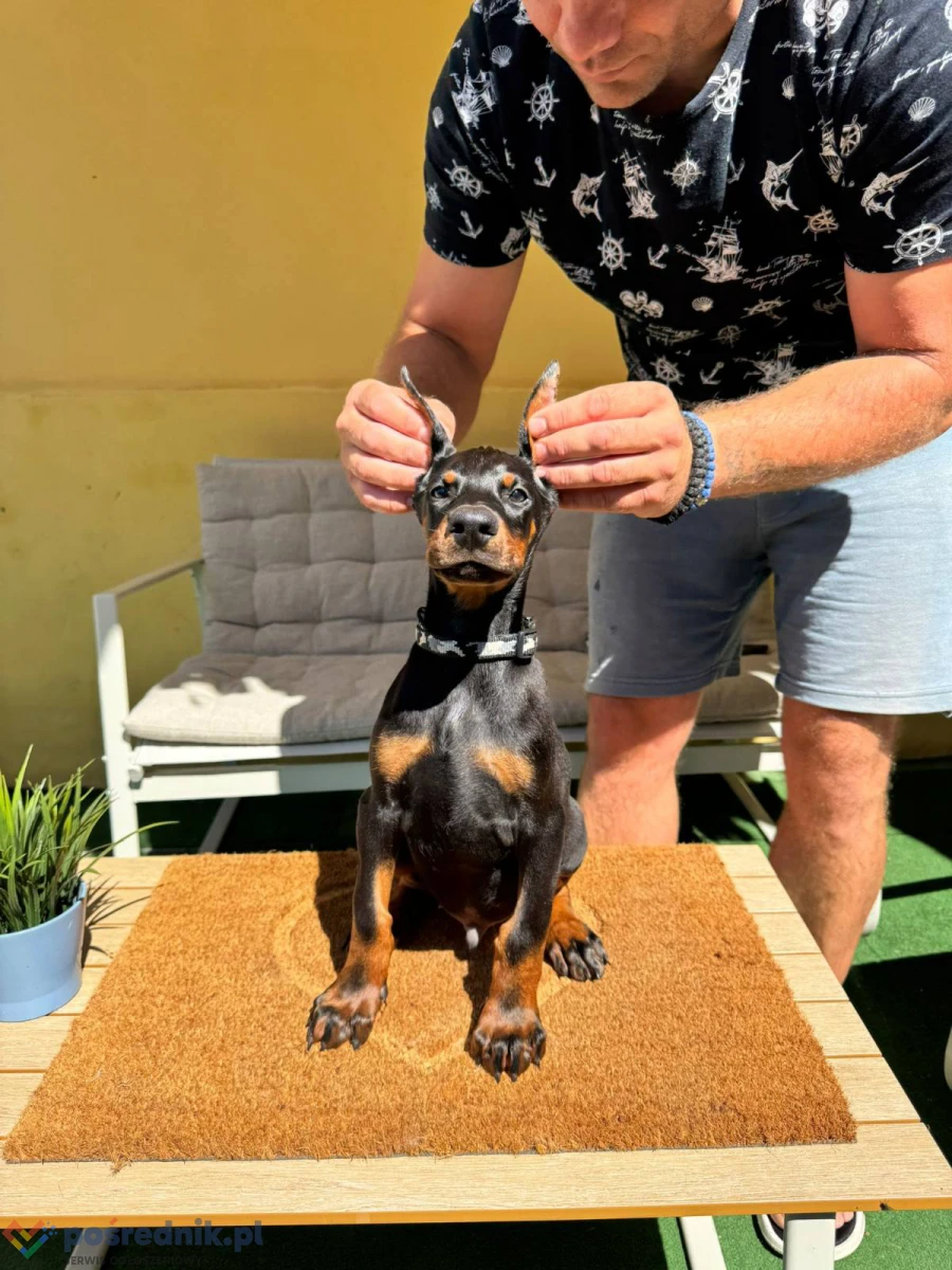 Doberman szczenięta