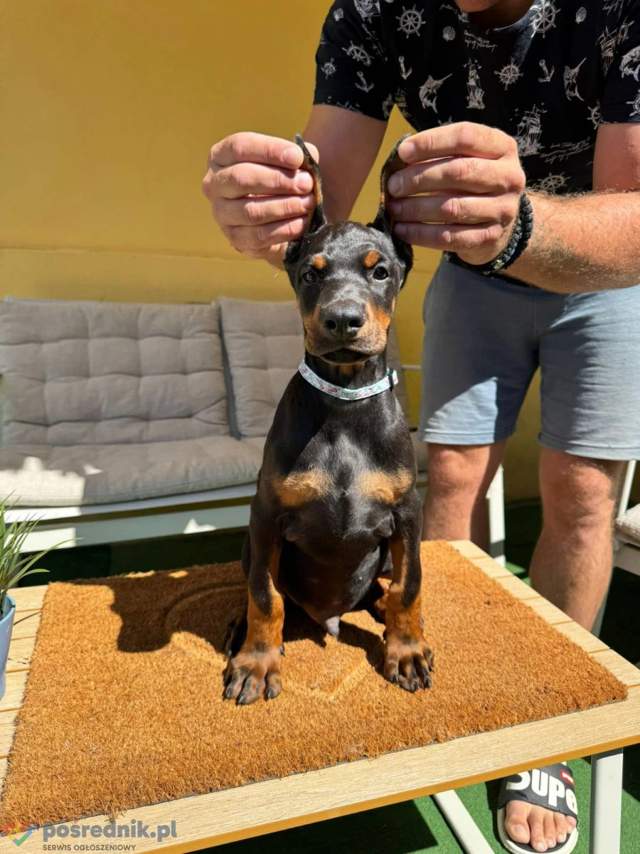 Doberman szczenięta