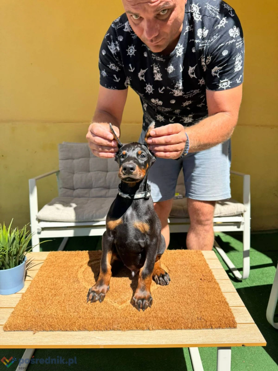 Doberman szczenięta