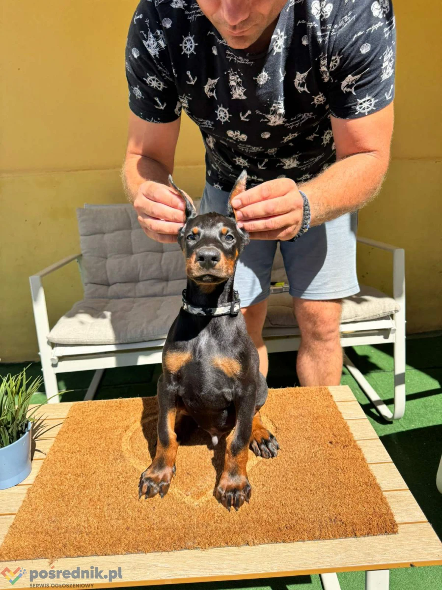 Doberman szczenięta