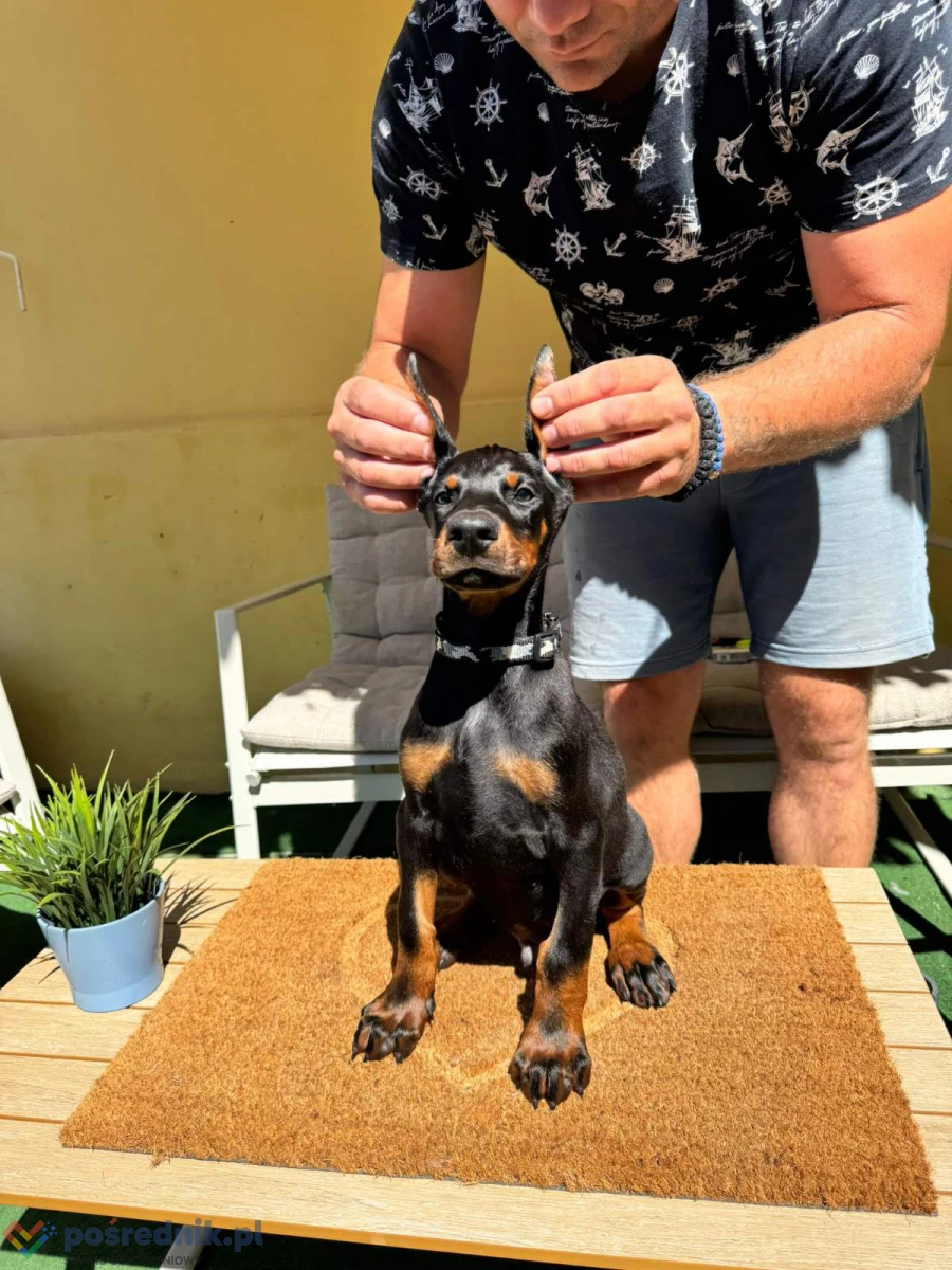 Doberman szczenięta
