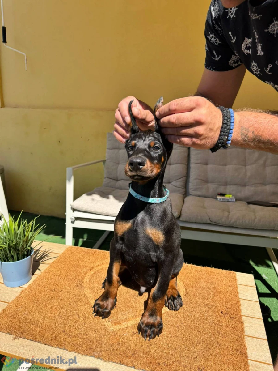 Doberman szczenięta