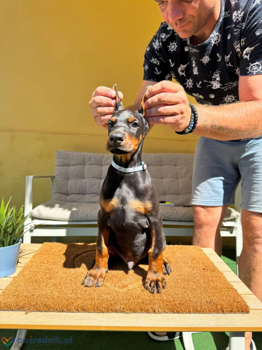 Doberman szczenięta