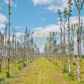 INWESTYCJA! 3 działki z dochodową plantacją Paulownia, Agroturystyka