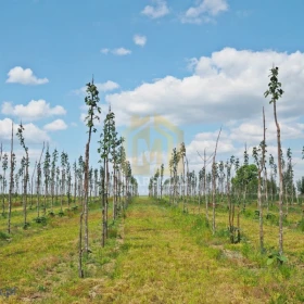 INWESTYCJA! 3 działki z dochodową plantacją drzew tlenowych, Agroturystyka