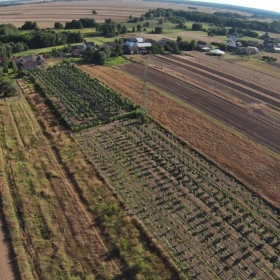 INWESTYCJA! 3 działki z dochodową plantacją.