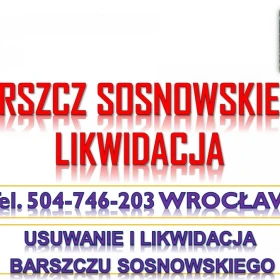 Usuwanie barszczu Sosnowskiego, cena, tel. 504-746-203, likwidacja, zwalczanie i utylizacja. 