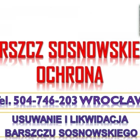 Usuwanie barszczu Sosnowskiego, cena, tel. 504-746-203, likwidacja, zwalczanie i utylizacja. 