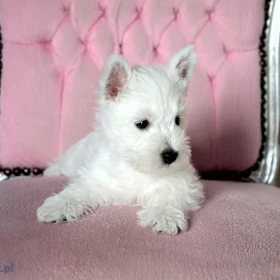 WEST HIGHLAND WHITE TERRIER szczenieta piesek suczka z ZKWP po championie