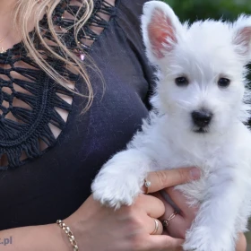 WEST HIGHLAND WHITE TERRIER szczenieta piesek suczka z ZKWP po championie