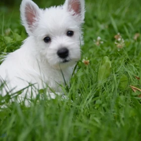 WEST HIGHLAND WHITE TERRIER szczenieta piesek suczka z ZKWP po championie