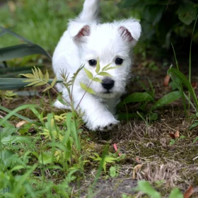 WEST HIGHLAND WHITE TERRIER szczenieta piesek suczka z ZKWP po championie