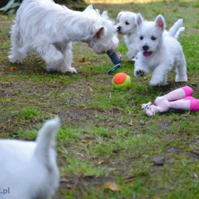 WEST HIGHLAND WHITE TERRIER szczenieta piesek suczka z ZKWP po championie