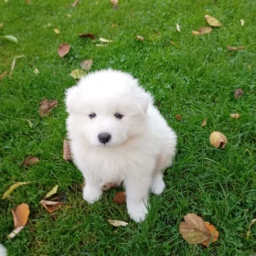 Samoyed szczeniaki 