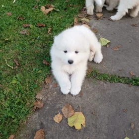 Samoyed szczeniaki 