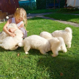 Samoyed szczeniaki 