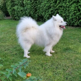 Samoyed szczeniaki 