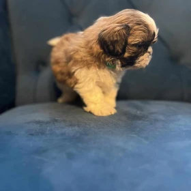 Sprzedam Shih-tzu Pieska Mini po Małych Rodzicach Tri-Color