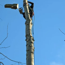 WYCINKA DRZEW usługi rębakiem, frezowanie pni , karczowanie działek