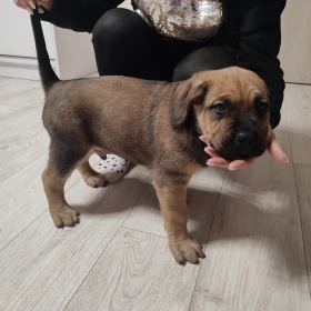 Cane Corso szczeniaki 