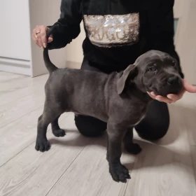 Cane Corso szczeniaki 