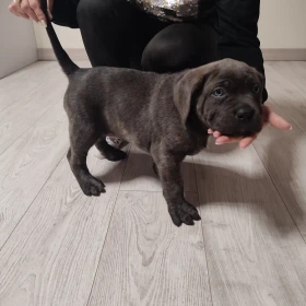 Cane Corso szczeniaki 