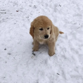 Golden Labrador mix