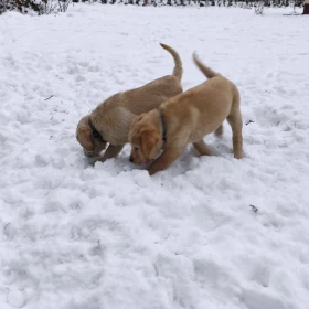 Golden Labrador mix