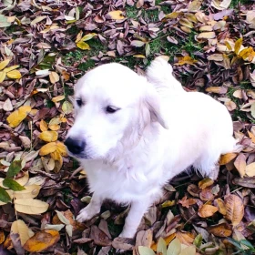 Golden Labrador mix