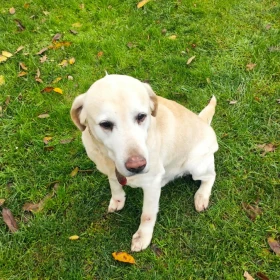 Golden Labrador mix