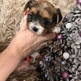 Blueberry yorkshire terrier york biewer piesek