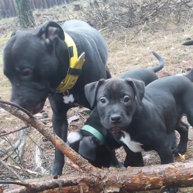 Amstaff  pitbull 