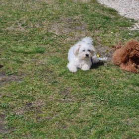 Maltipoo pies